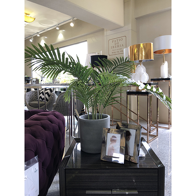 観葉植物｜アレカヤシ｜IB Selection｜OBJ0178IB